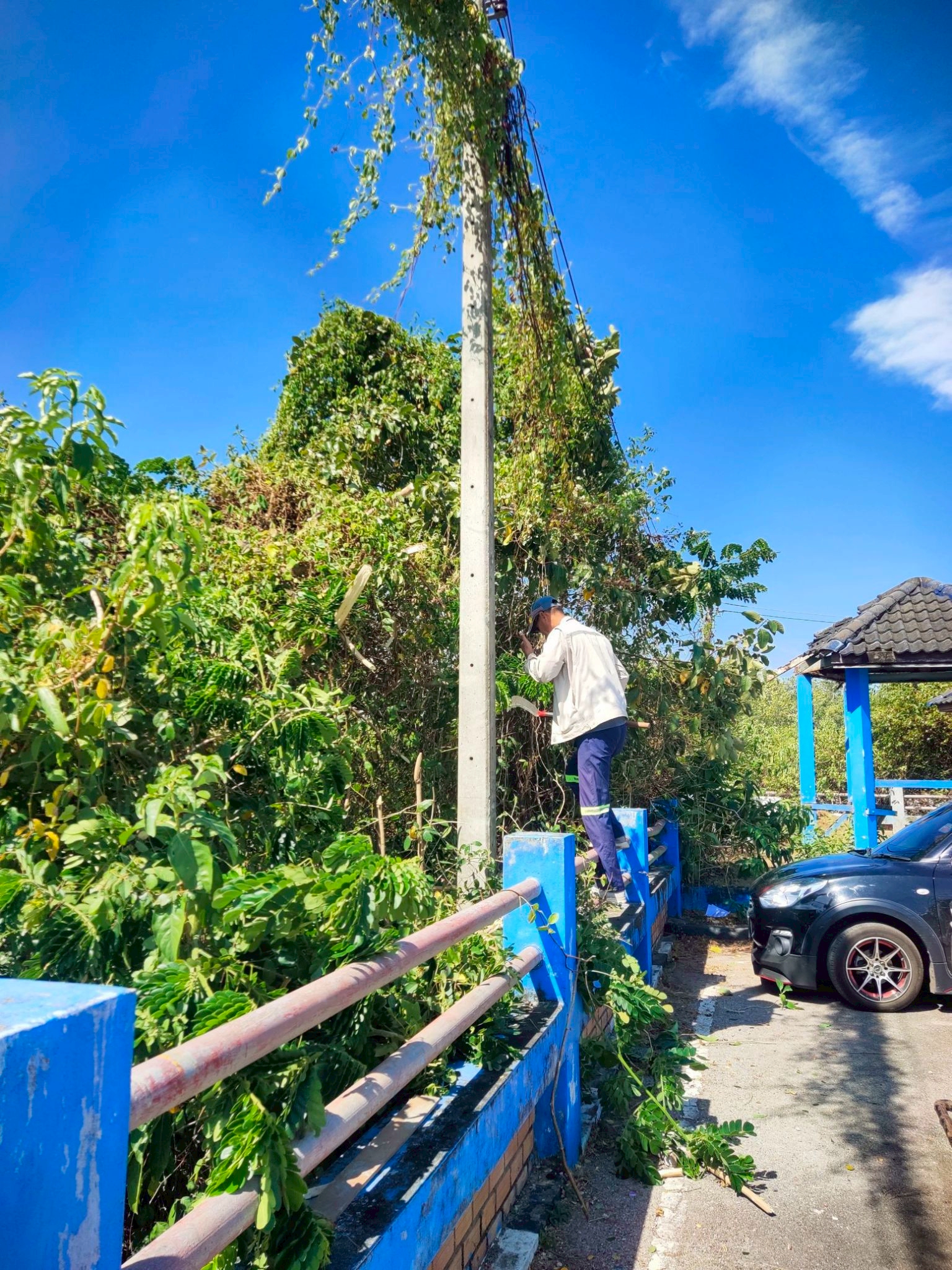 กองช่าง ทต.เจ๊ะบิลัง ตัดแต่งต้นไม้ที่ขึ้นตามเสาไฟ  เพื่อความปลอดภัยของประชาชน